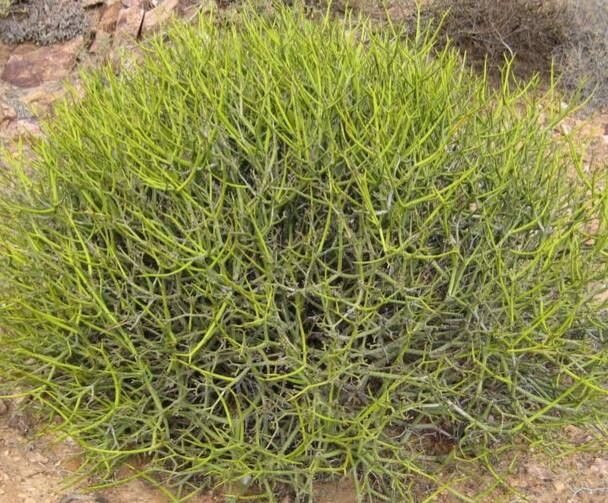 Euphorbia cibdela — houseplant care guide