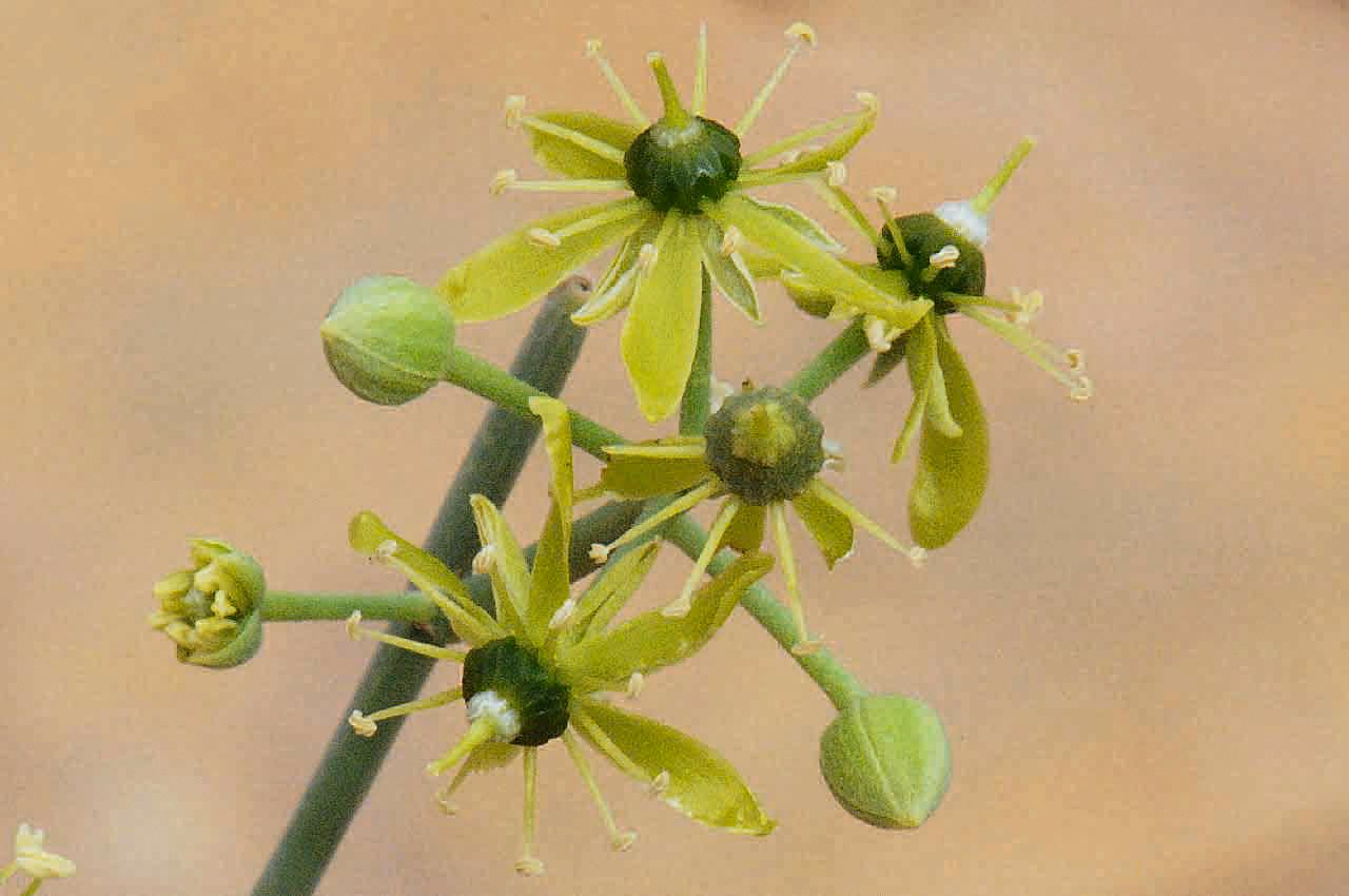 Balanites aegyptiaca flower