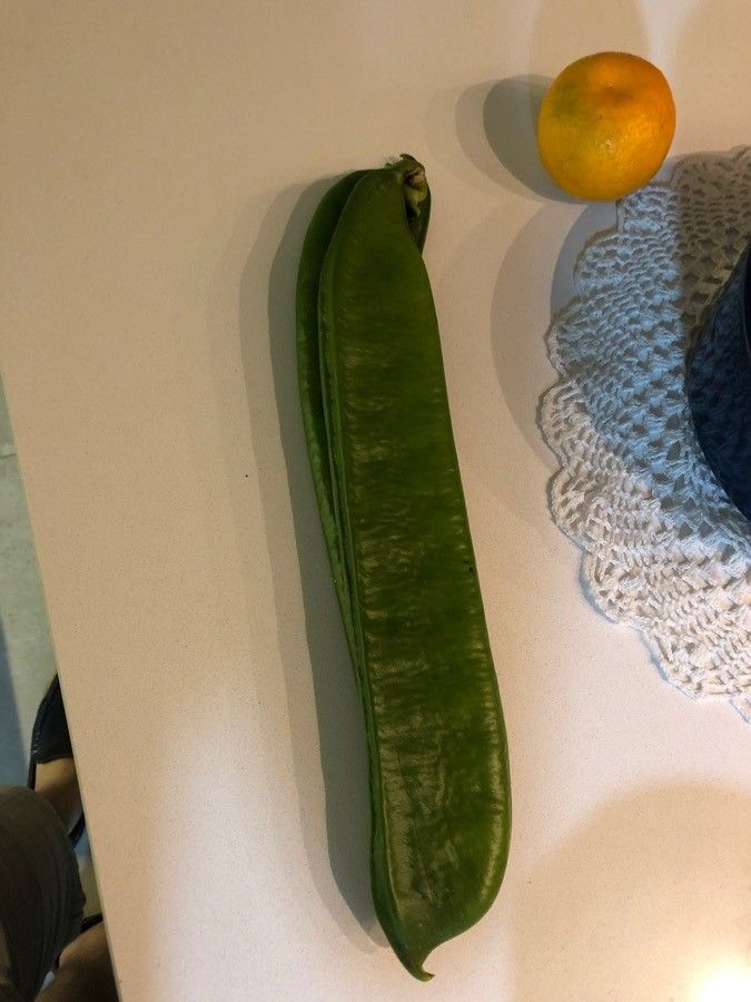 Canavalia gladiata fruit