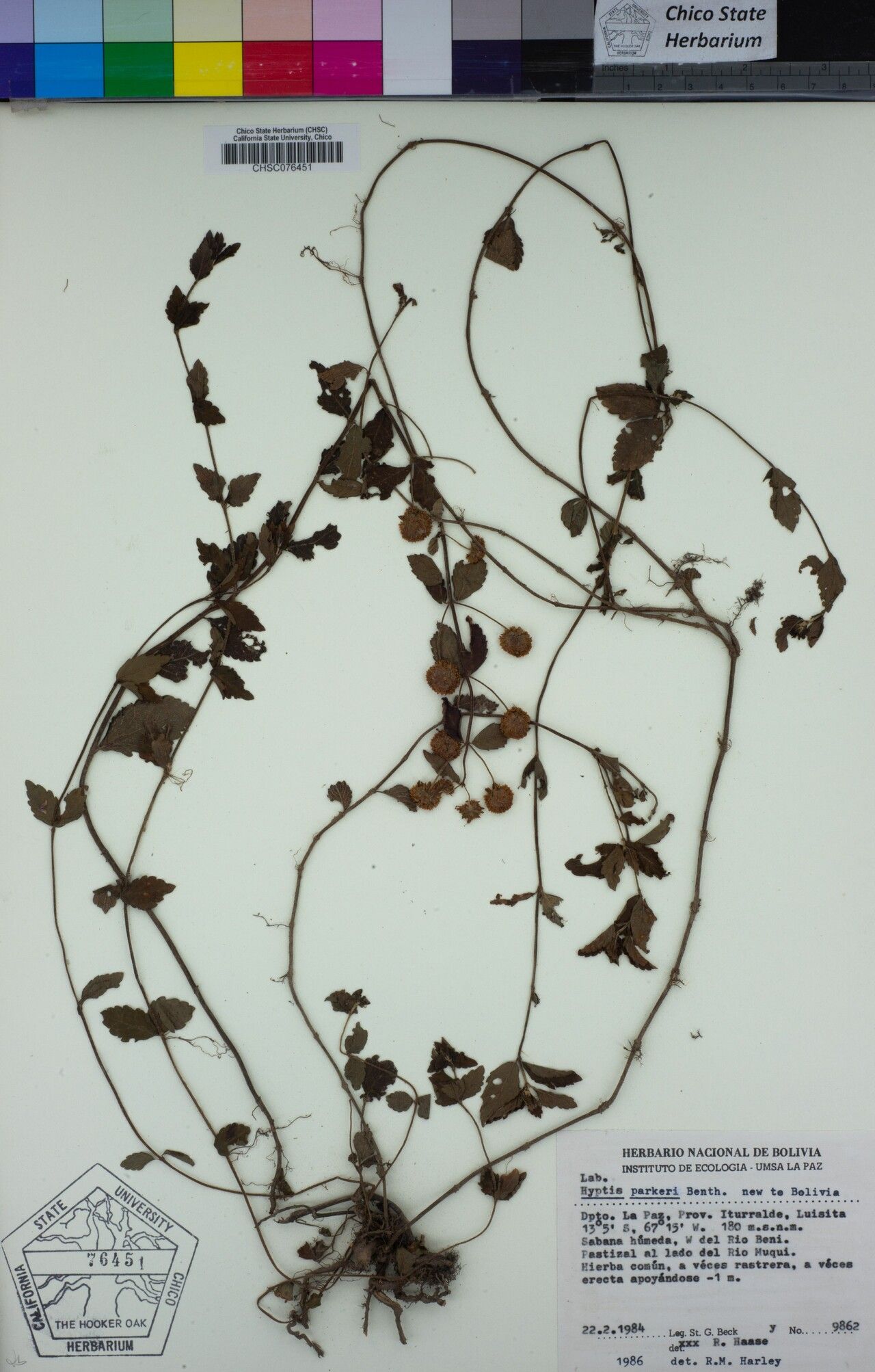 Hyptis parkeri — houseplant care guide