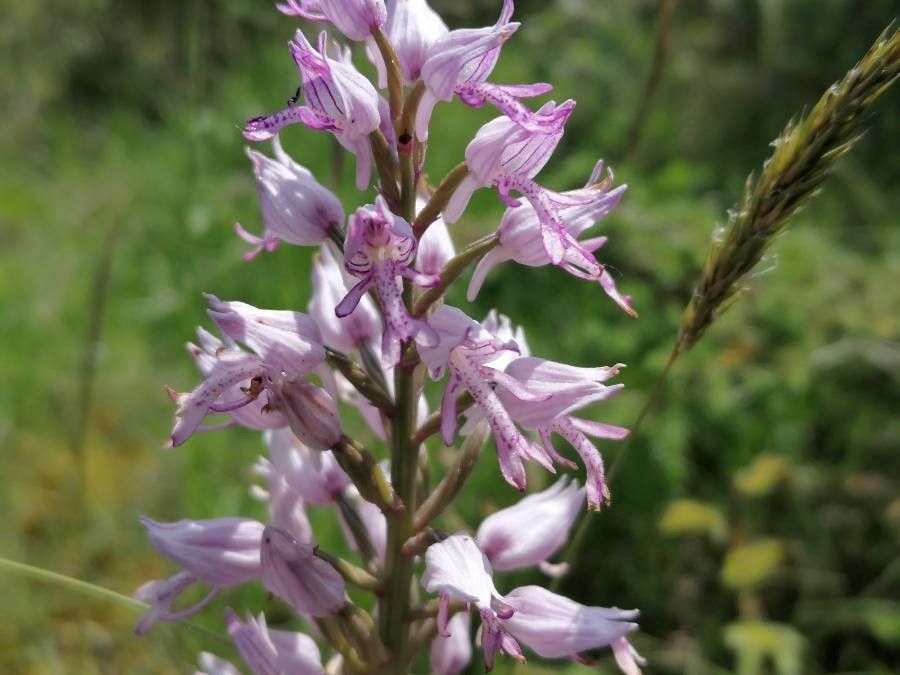 Orchis militaris flower
