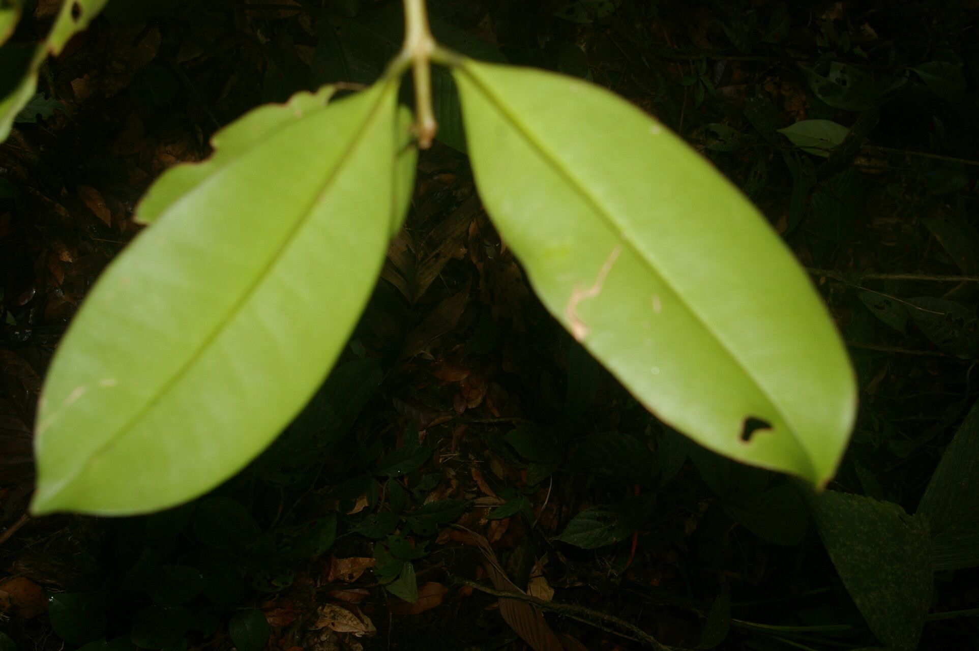 Eugenia herrerae — houseplant care guide