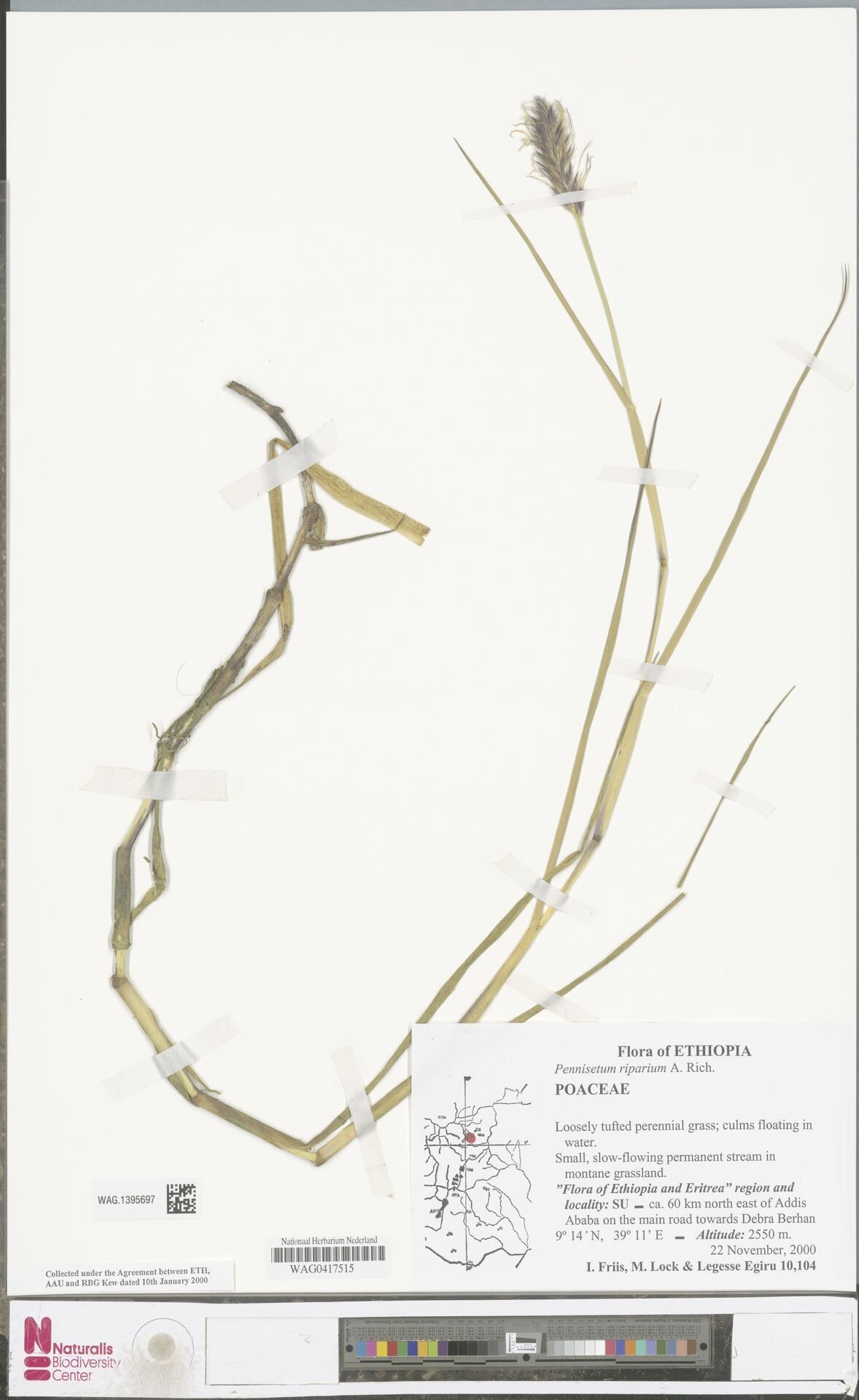 Cenchrus riparius — houseplant care guide