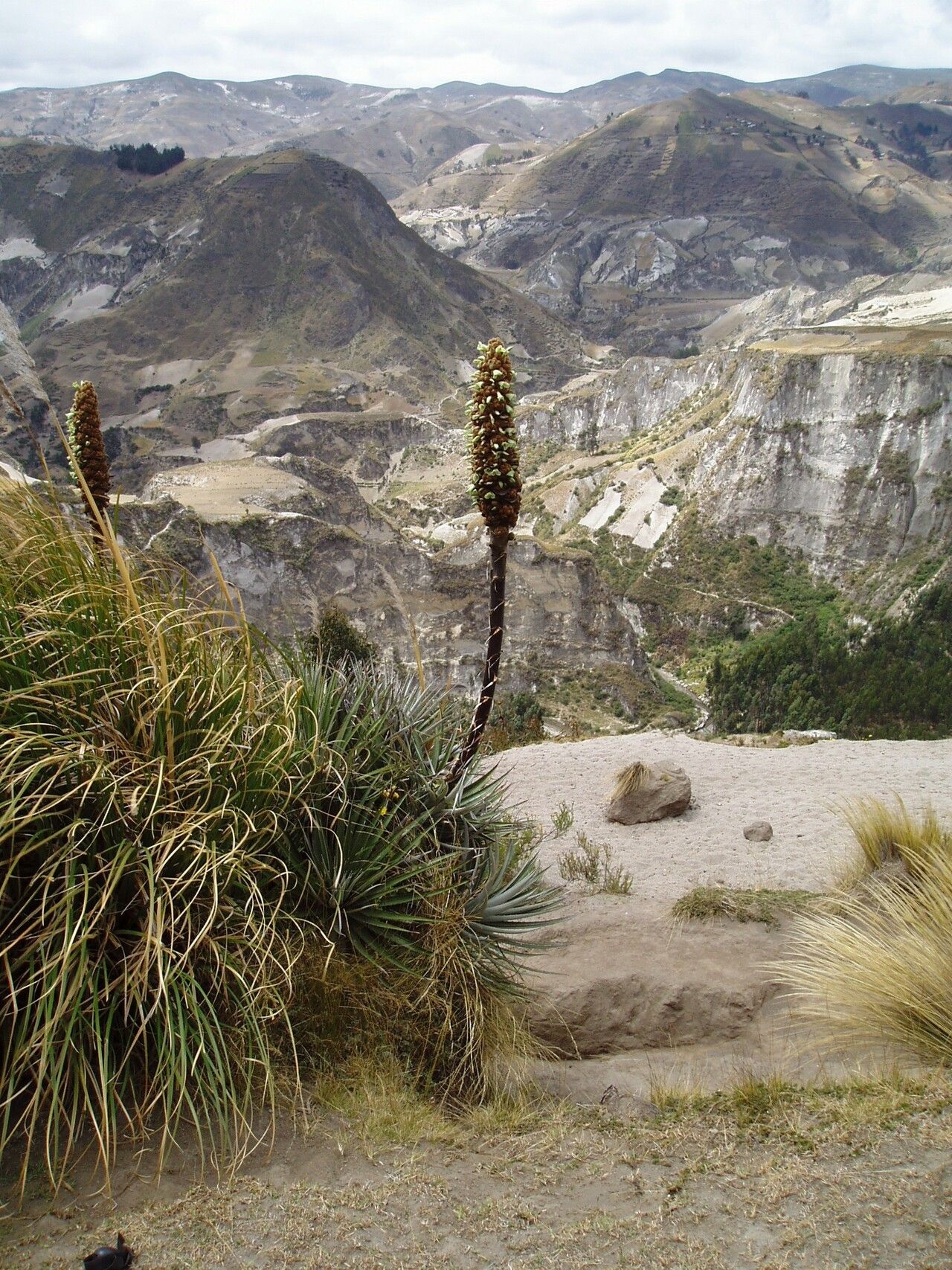 Puya glomerifera habit