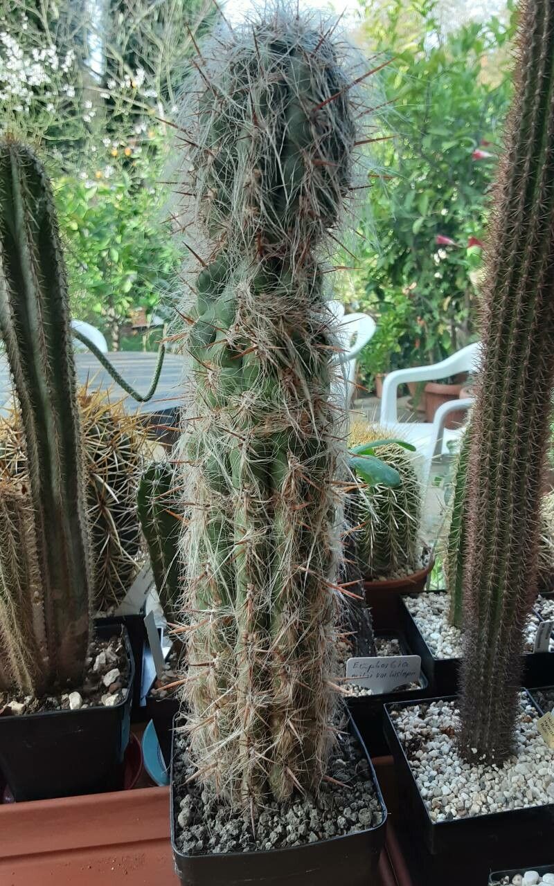 Oreocereus celsianus bark