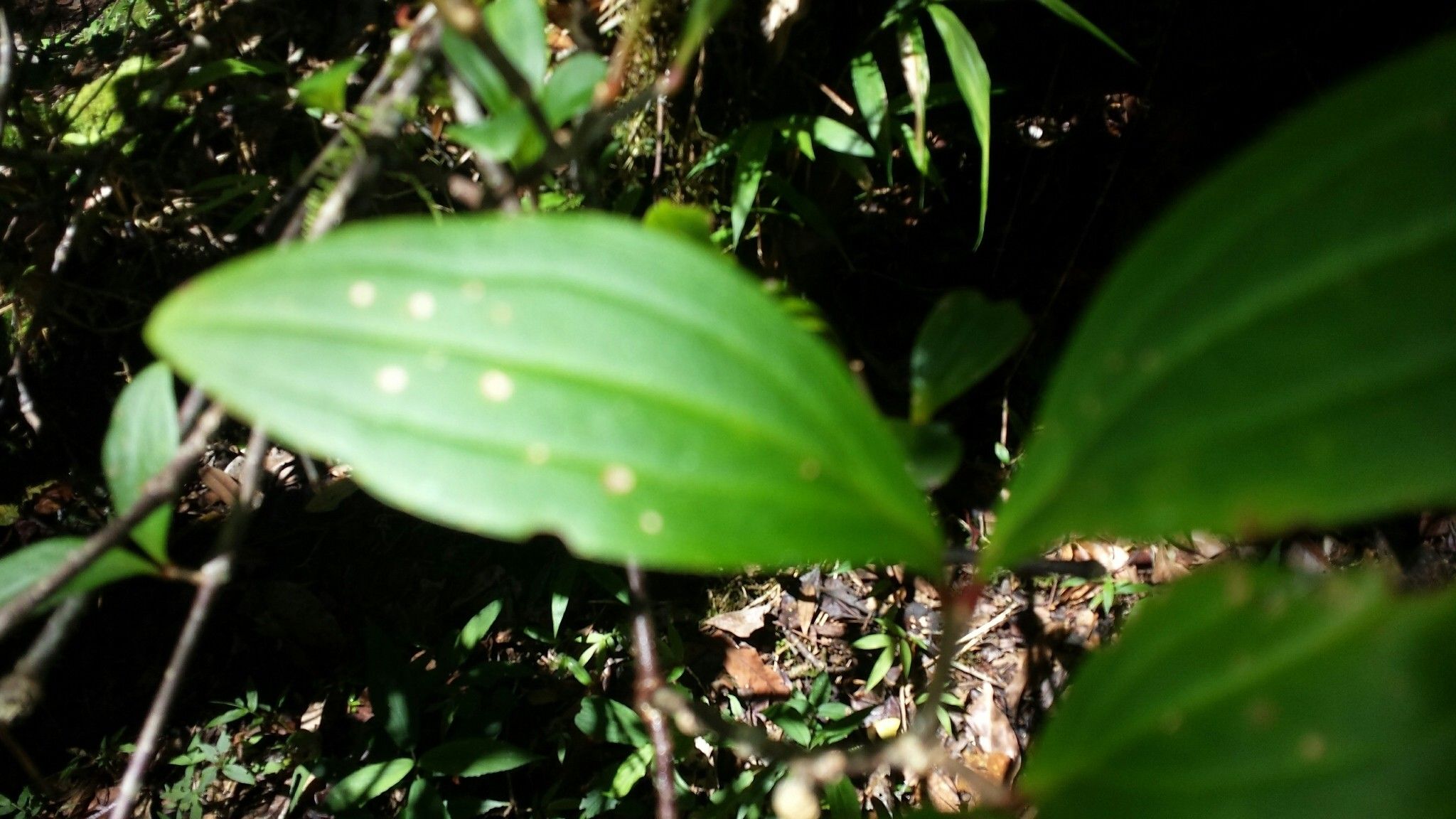 Medinilla chermezonii — search result for 'Medinilla'