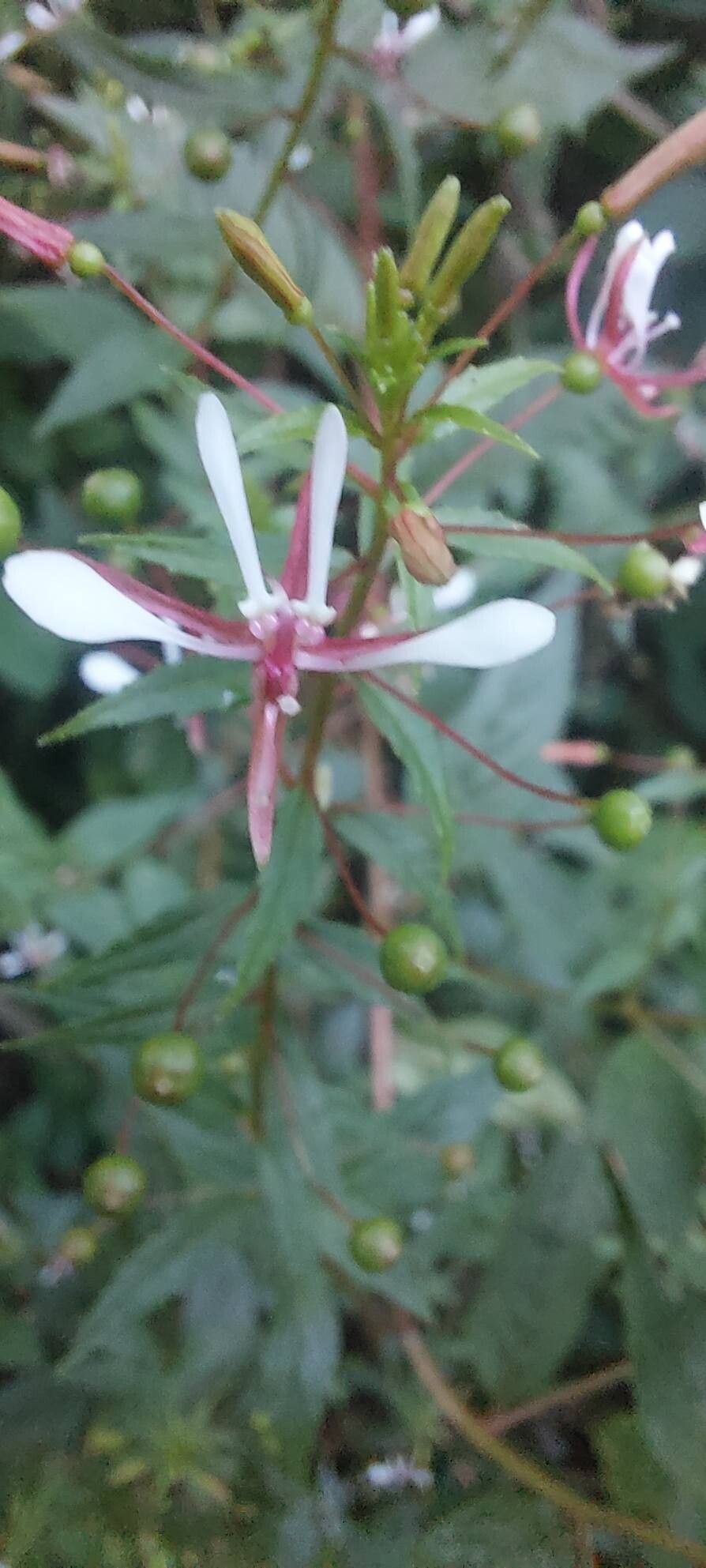 Lopezia miniata flower