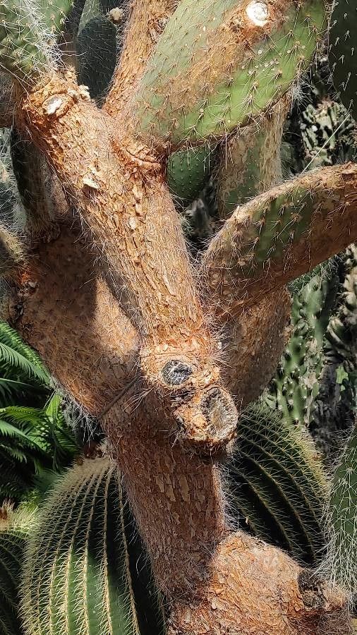 Opuntia pilifera bark