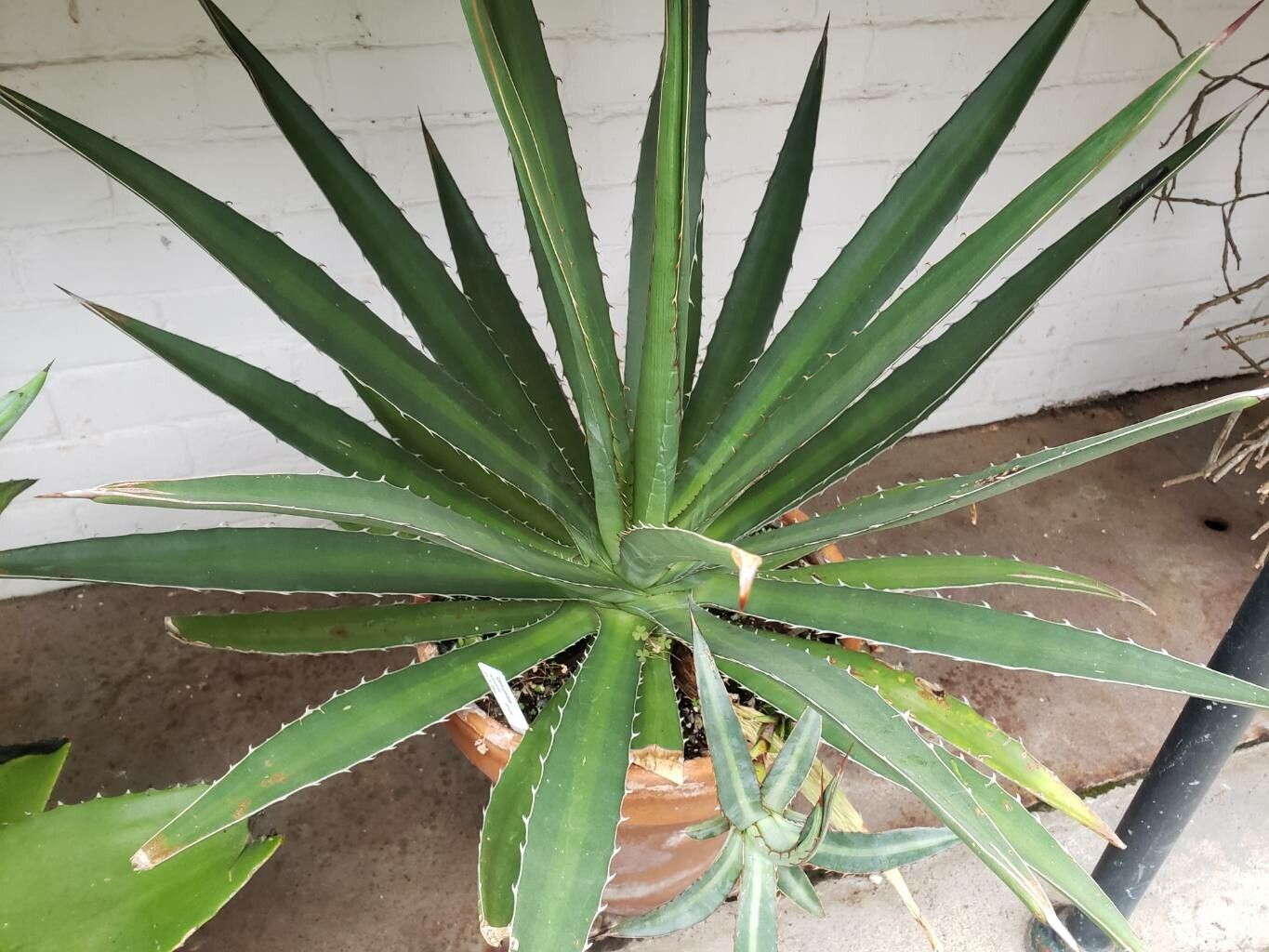 Agave undulata habit