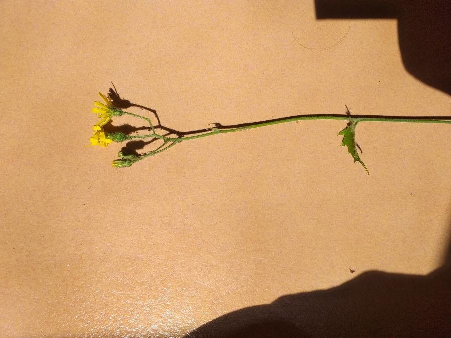 Crepis suffreniana flower