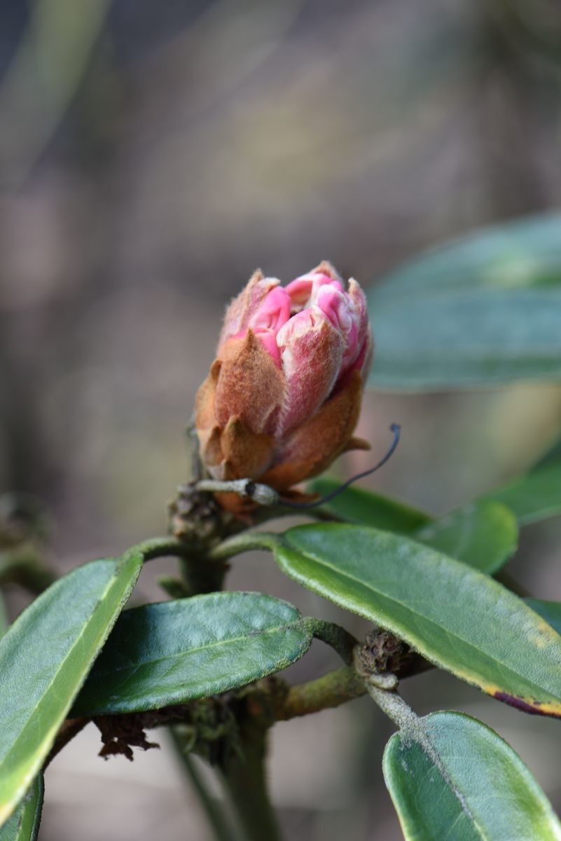 Rhododendron poluninii other