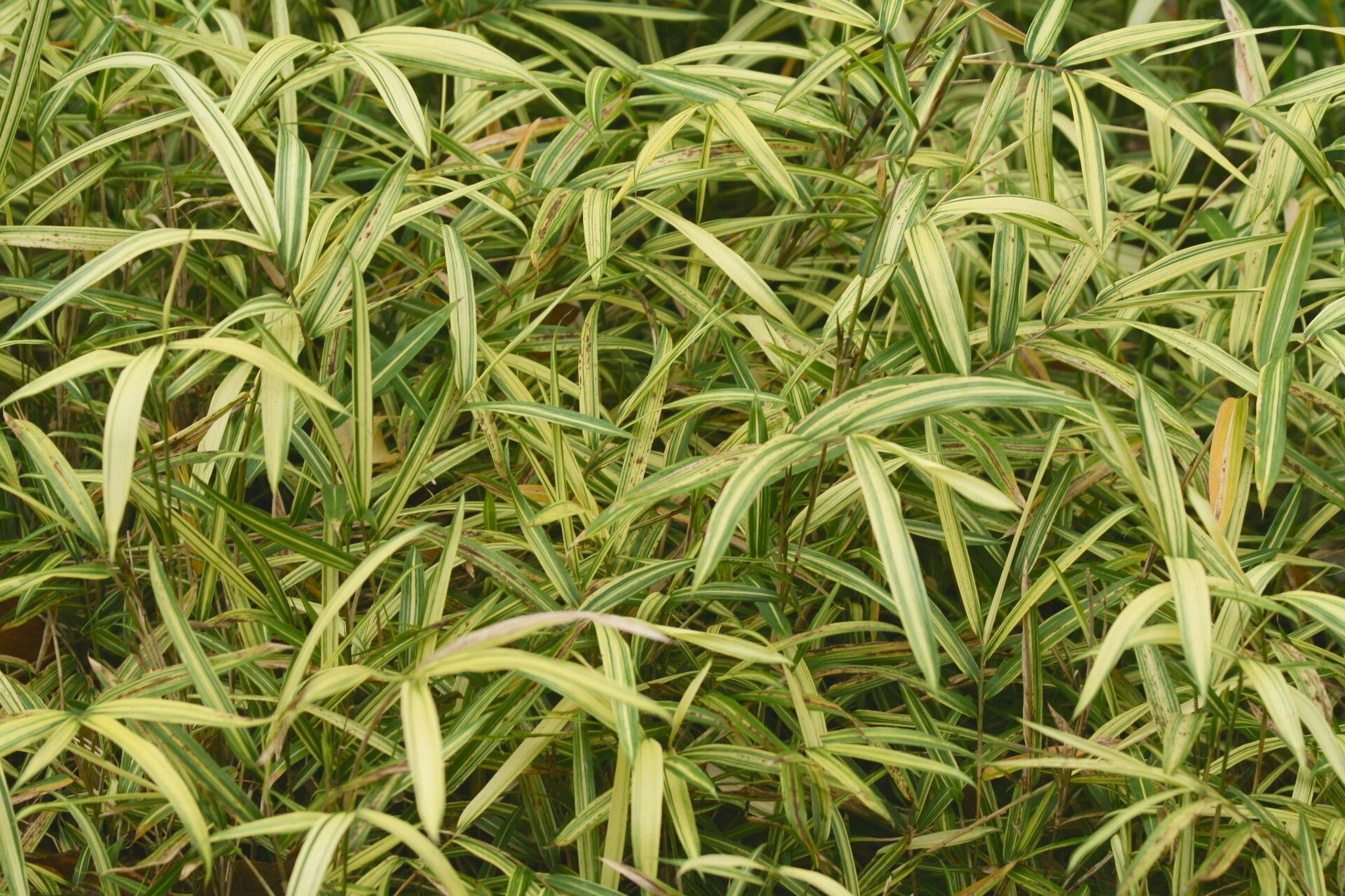 Pleioblastus distichus habit