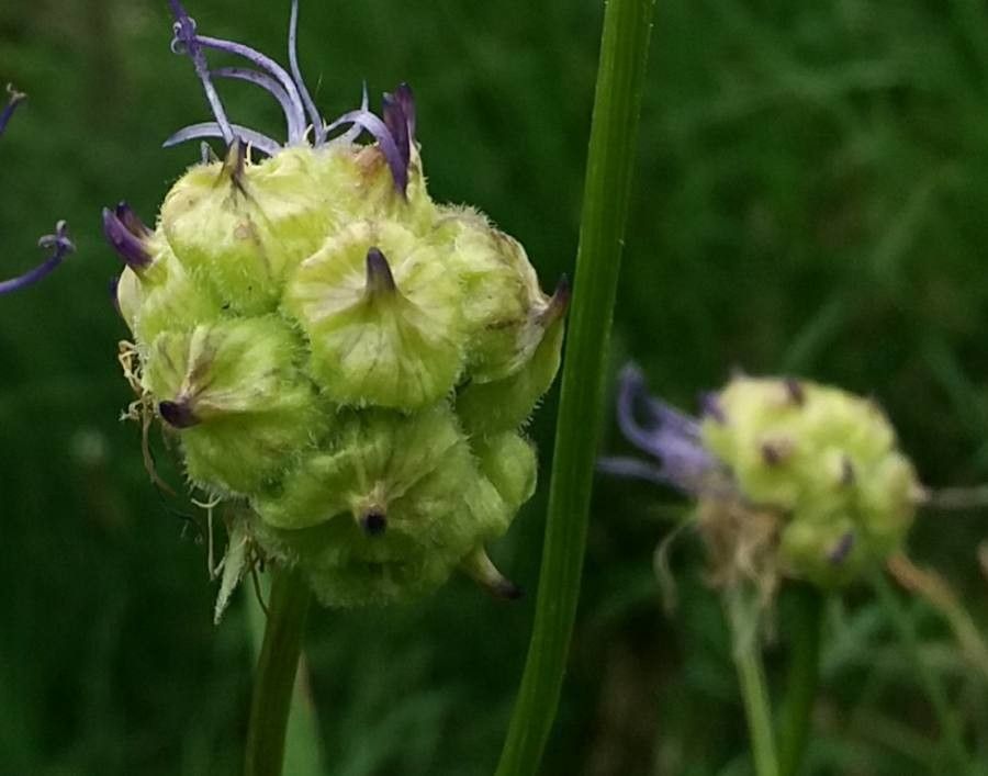 Phyteuma orbiculare fruit