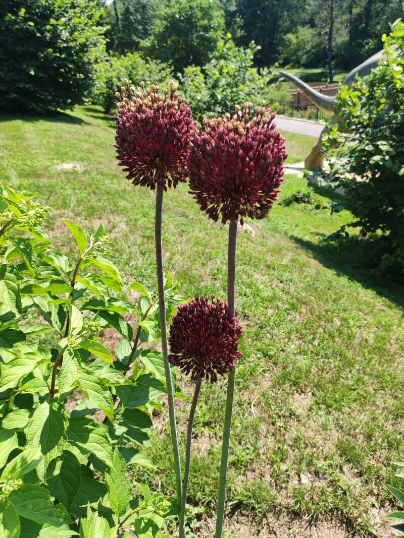 Allium atroviolaceum flower