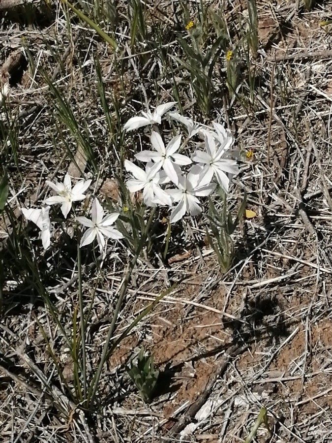 Leucocoryne alliacea flower