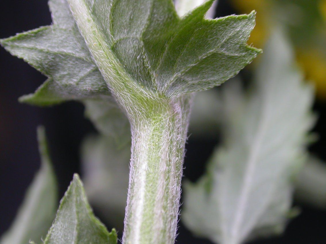 Verbesina microptera bark