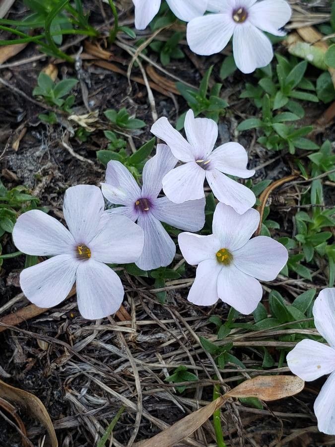 Phlox pulvinata flower