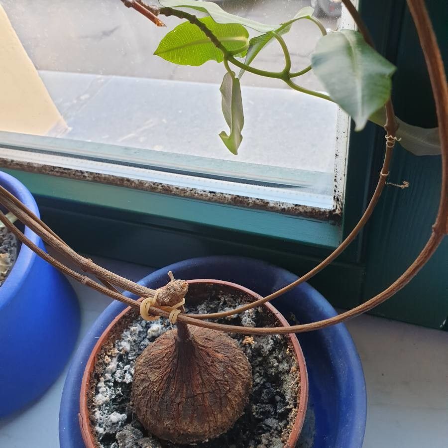 Fockea multiflora bark