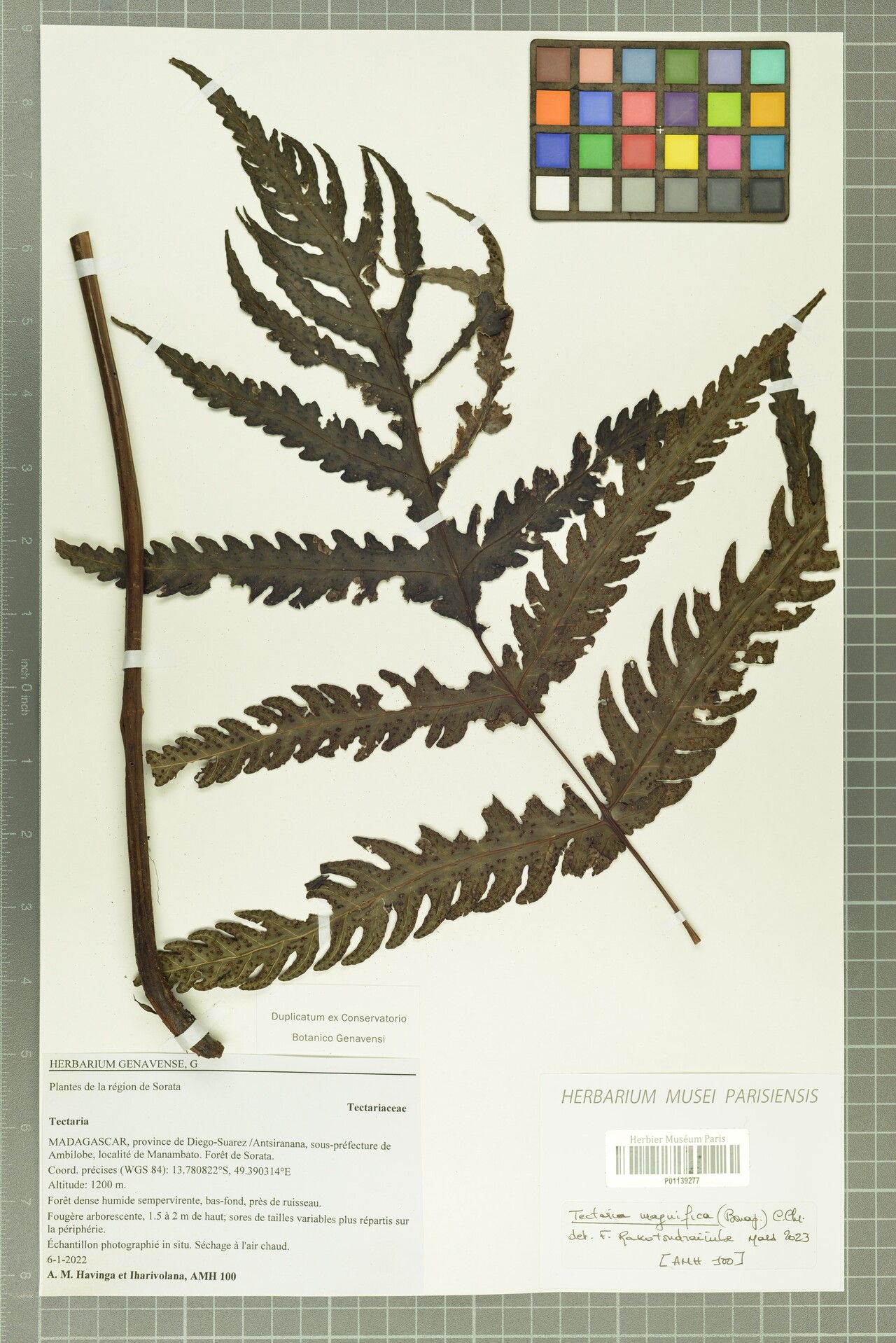 Tectaria magnifica — houseplant care guide