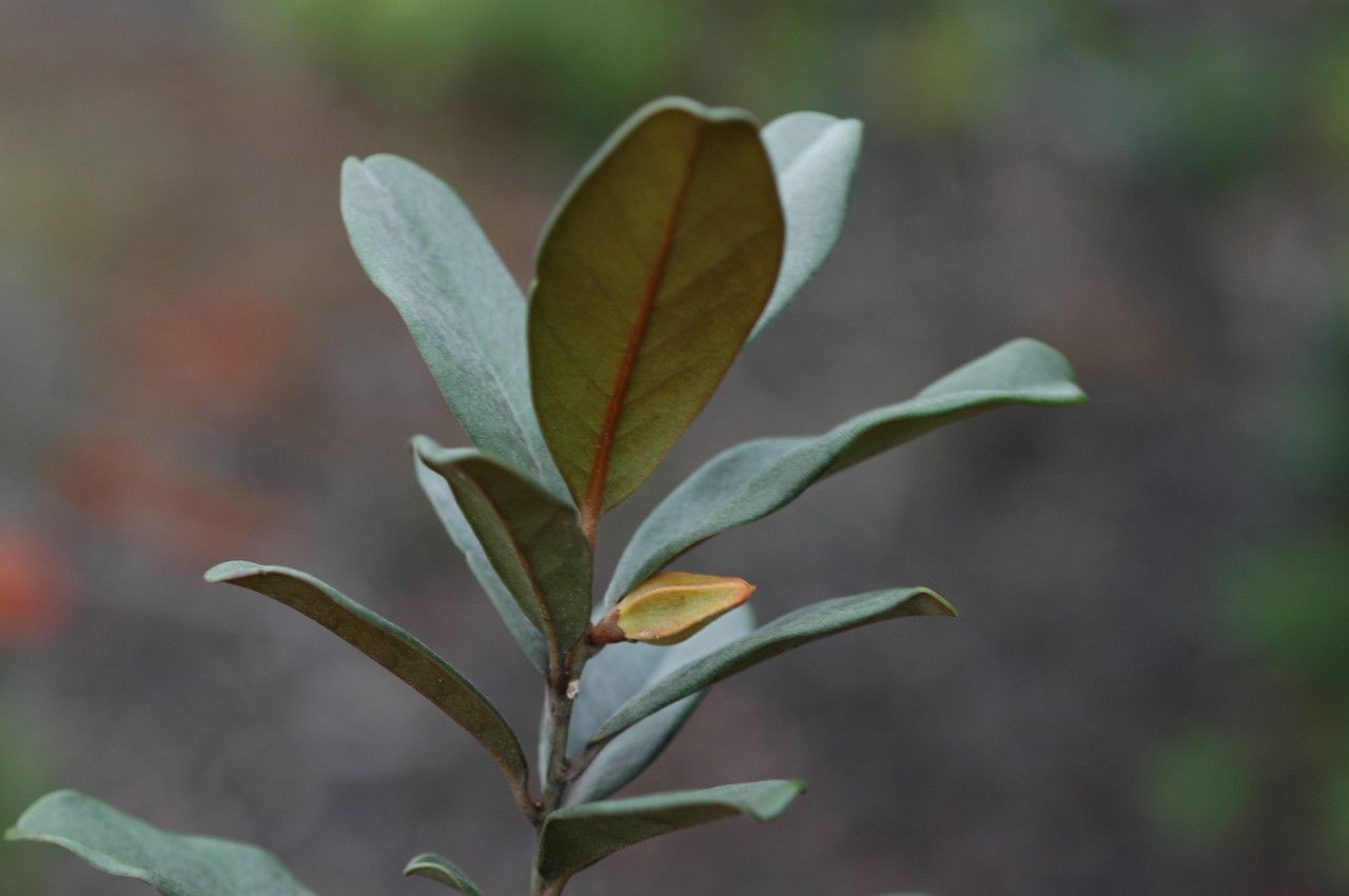 Planchonella koumaciensis — houseplant care guide