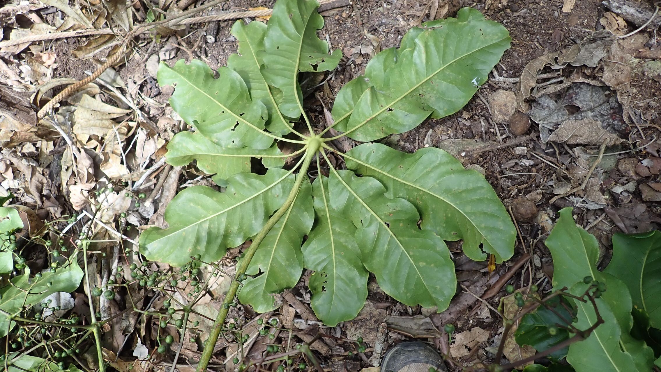 Plerandra leptophylla — houseplant care guide