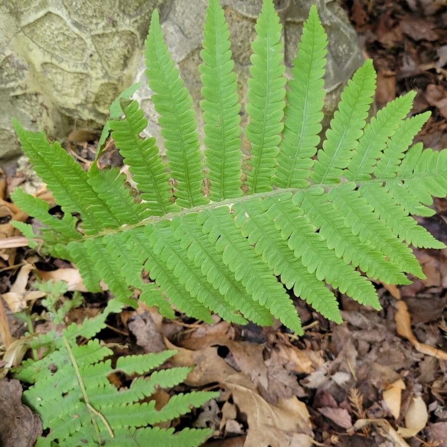Matteuccia struthiopteris flower