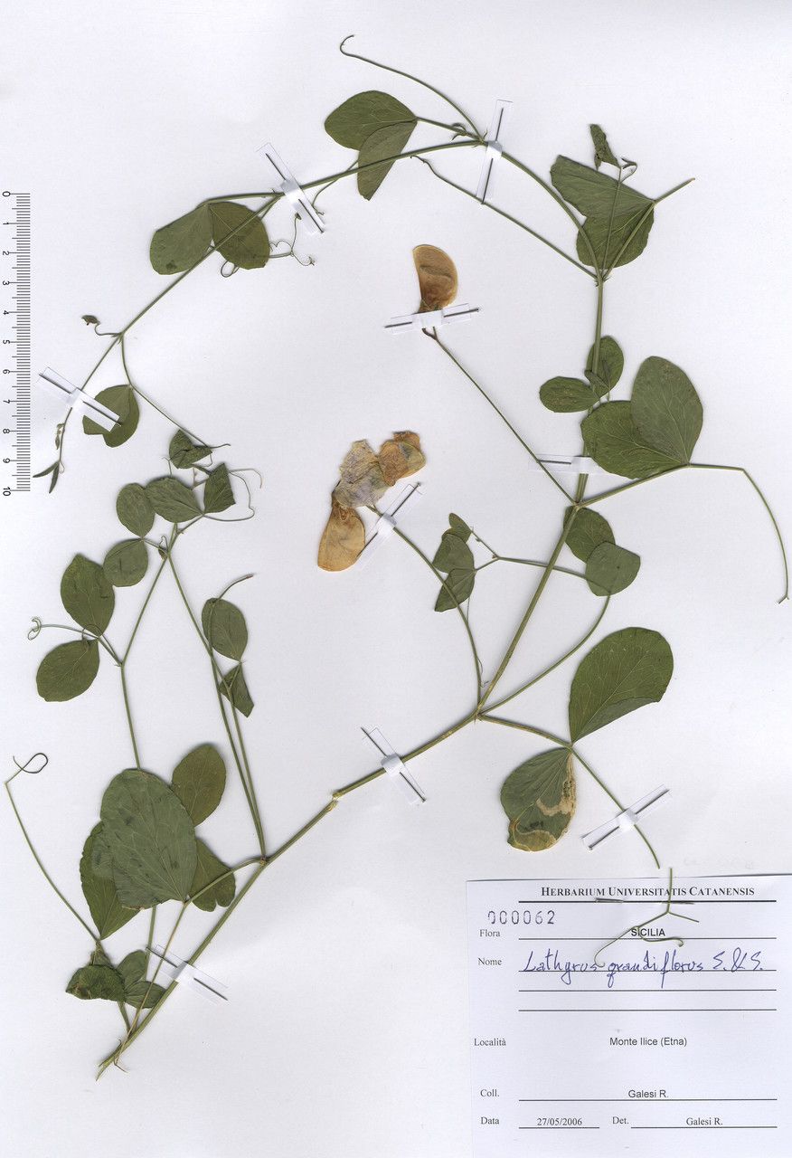 Lathyrus grandiflorus other