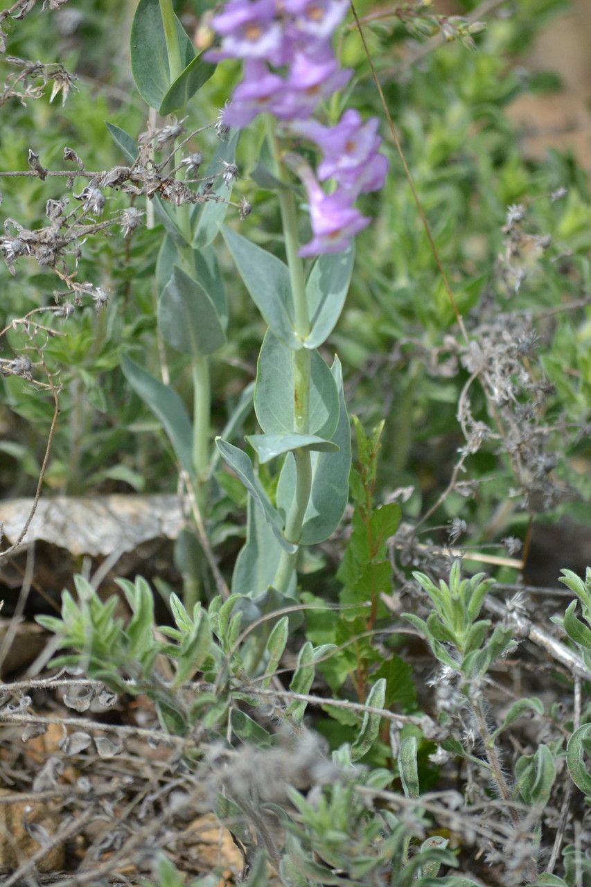 Penstemon secundiflorus leaf