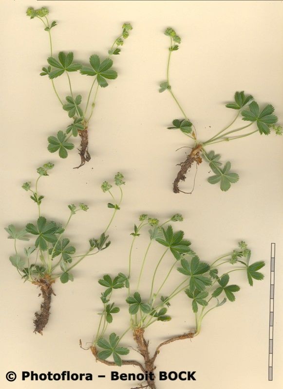 Alchemilla glacialis other