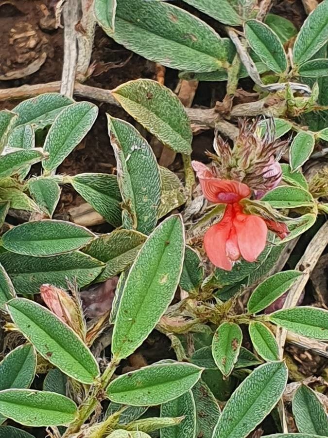 Indigofera volkensii flower