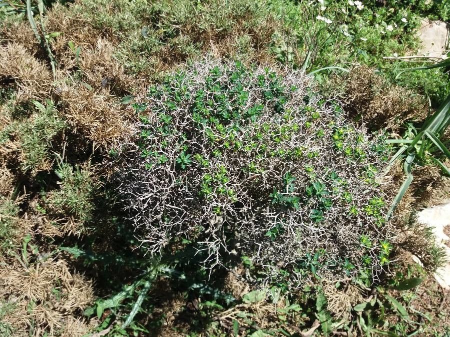 Euphorbia acanthothamnos leaf