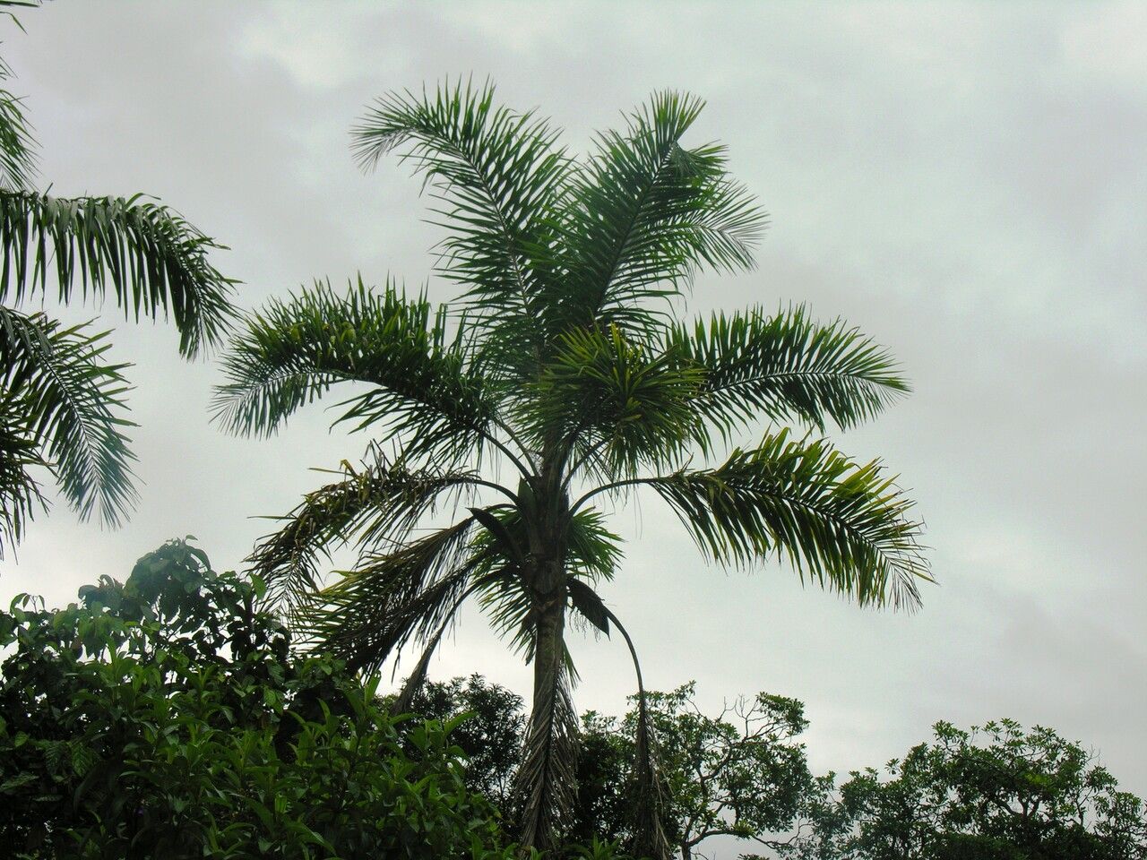 Syagrus pseudococos — houseplant care guide