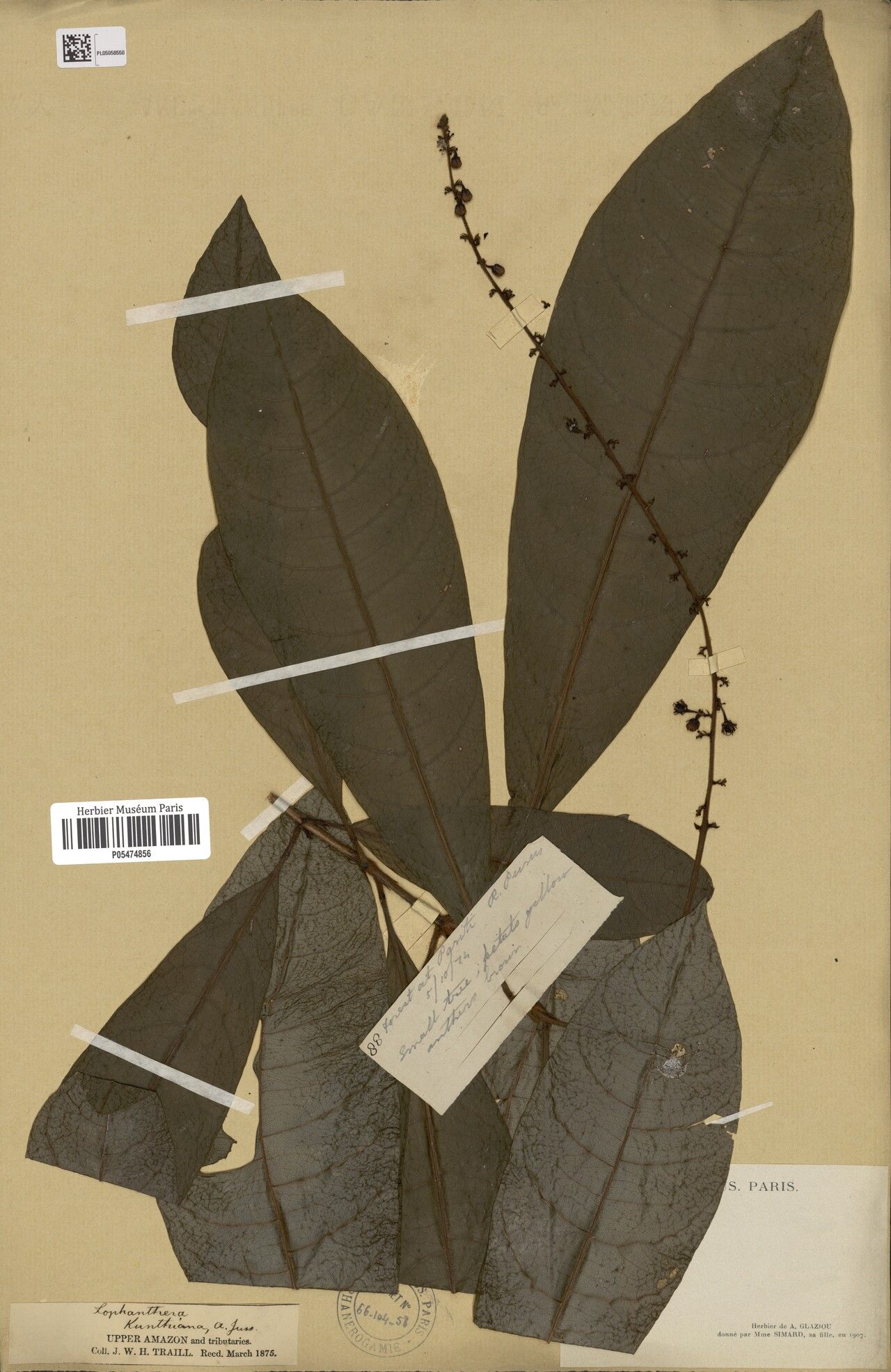 Lophanthera longifolia leaf