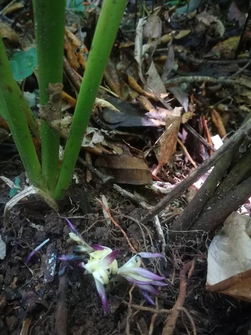 Goeppertia cleistantha flower