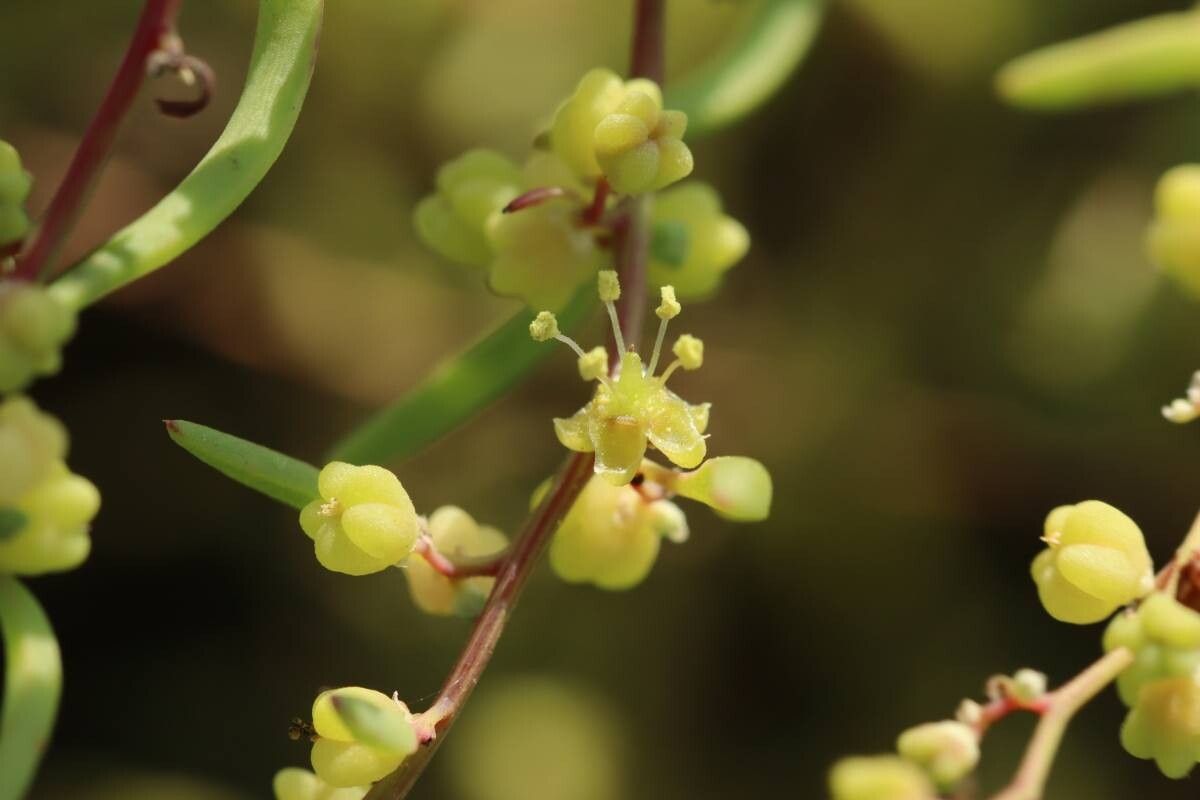 Suaeda glauca — search result for 'Suaeda'