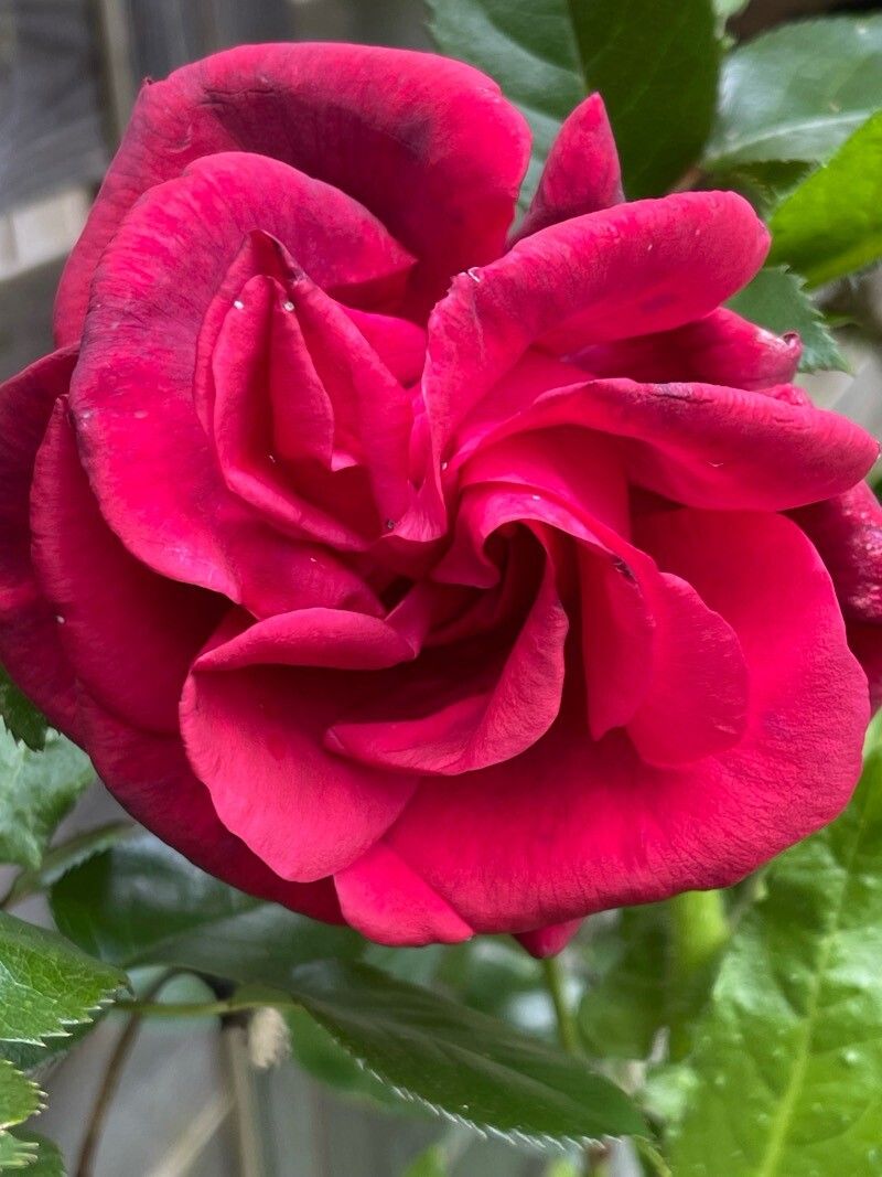 Rosa × odorata flower