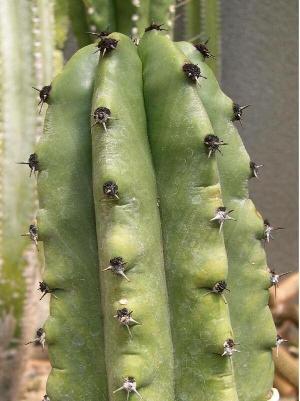 Stenocereus martinezii — houseplant care guide