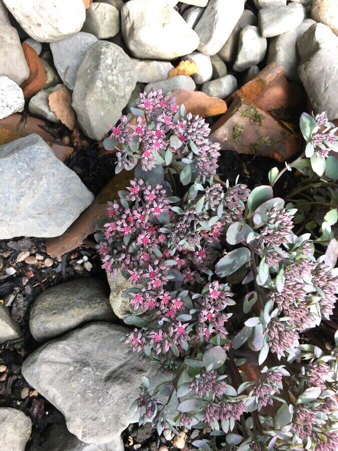Sedum cyaneum — houseplant care guide