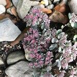 Sedum cyaneum