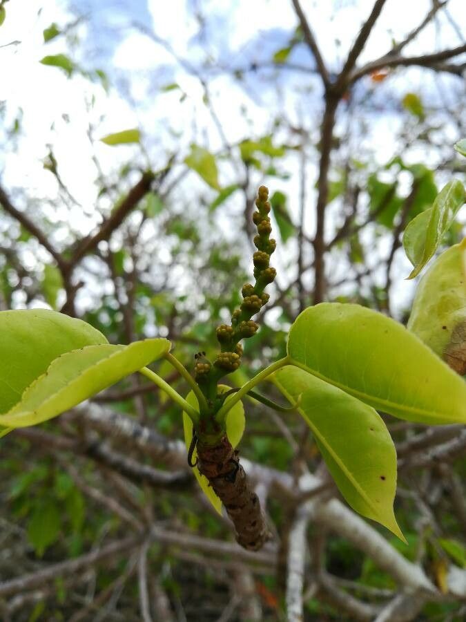 Hippomane mancinella flower