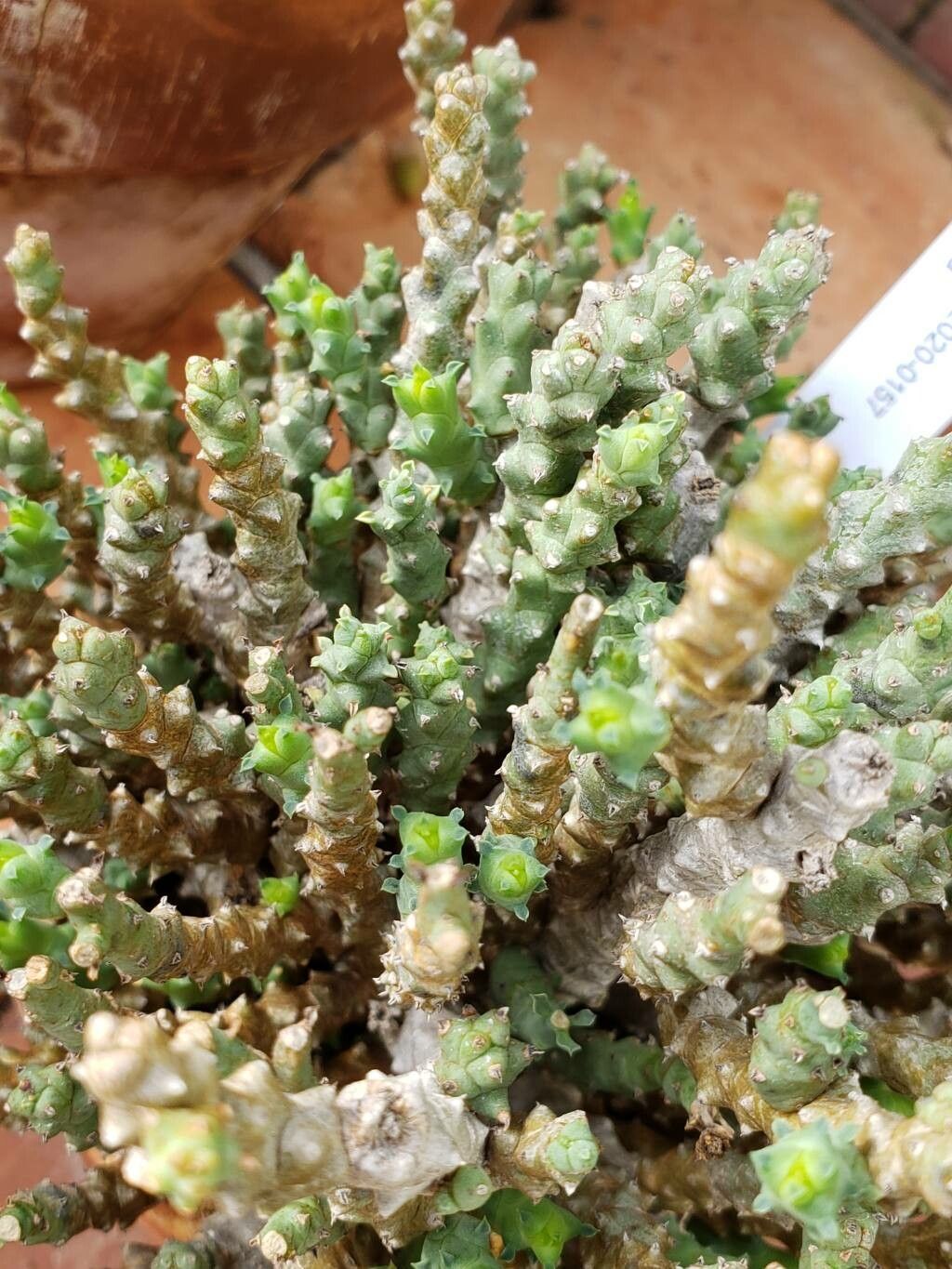 Euphorbia celata — houseplant care guide