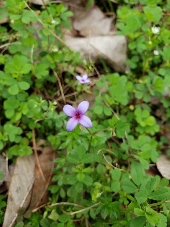 Houstonia micrantha flower