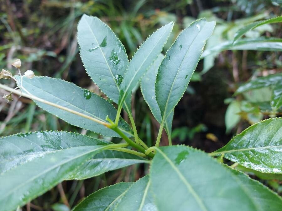 Berenice arguta — search result for 'Campanulaceae'