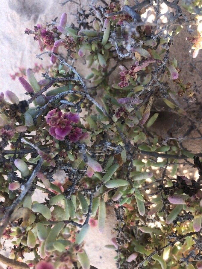 Salsola oppositifolia — clay tolerant houseplant