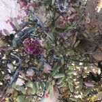 Salsola oppositifolia