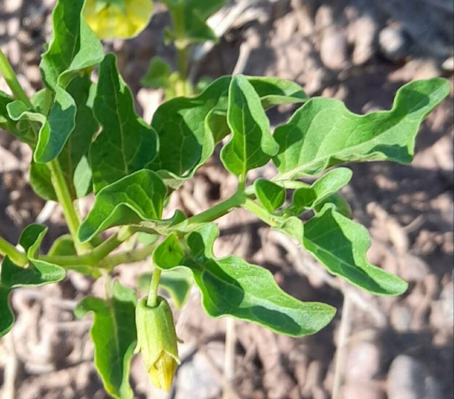 Physalis viscosa leaf