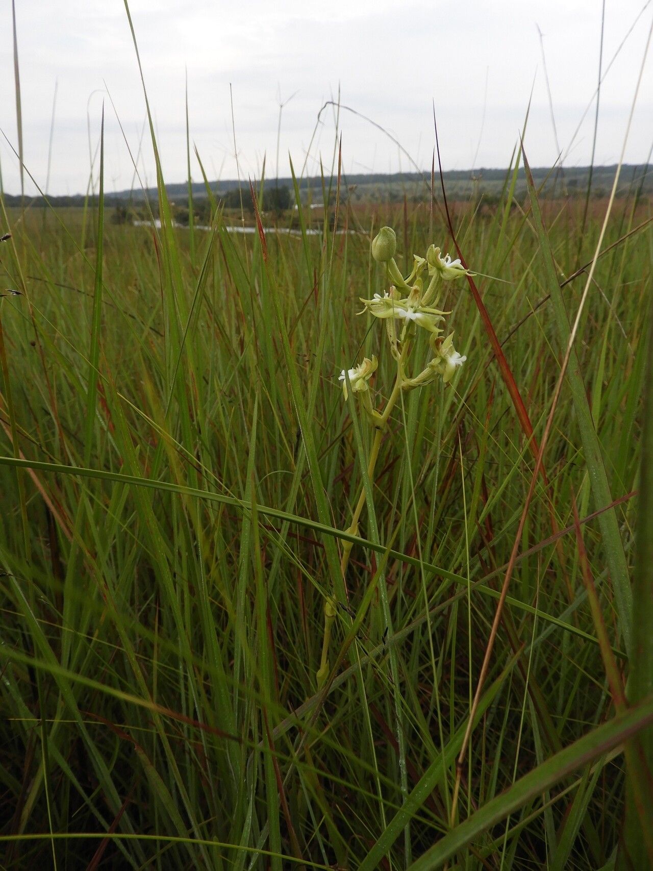 Habenaria calvilabris habit