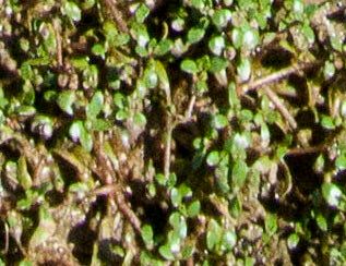 Elatine triandra — houseplant care guide