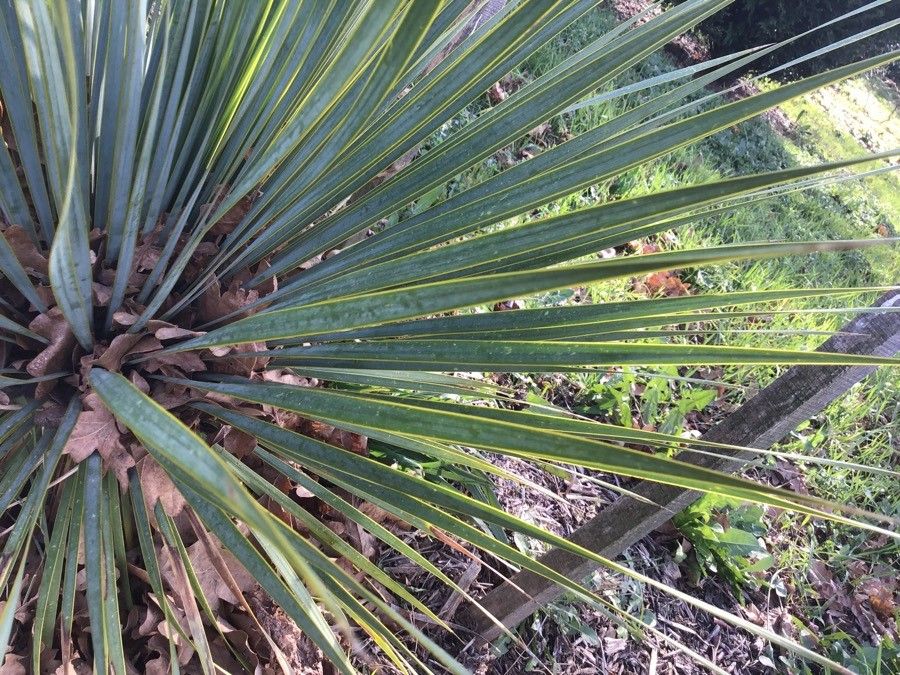 Yucca rostrata leaf
