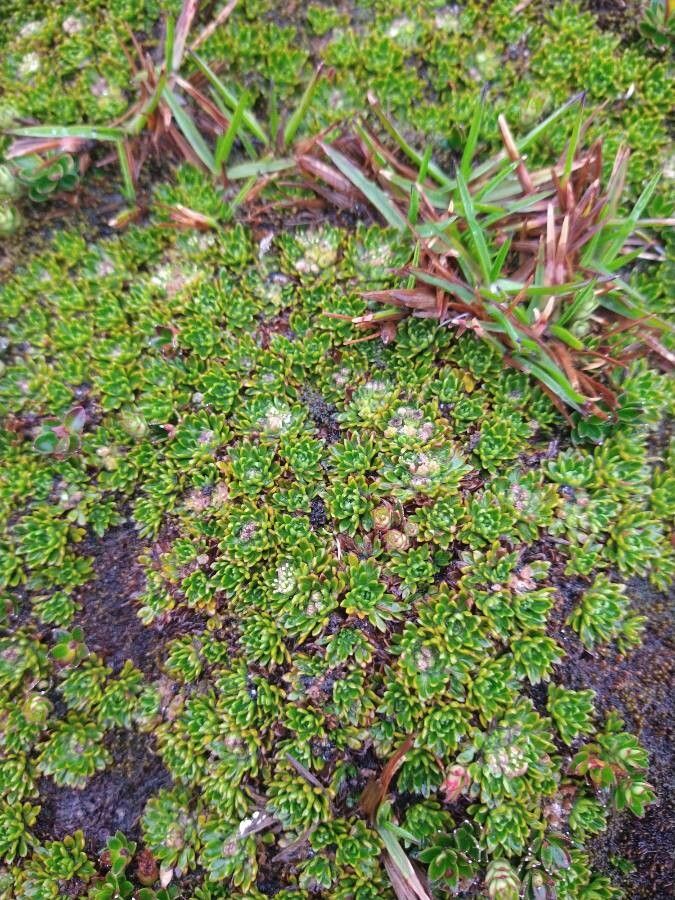 Azorella aretioides flower